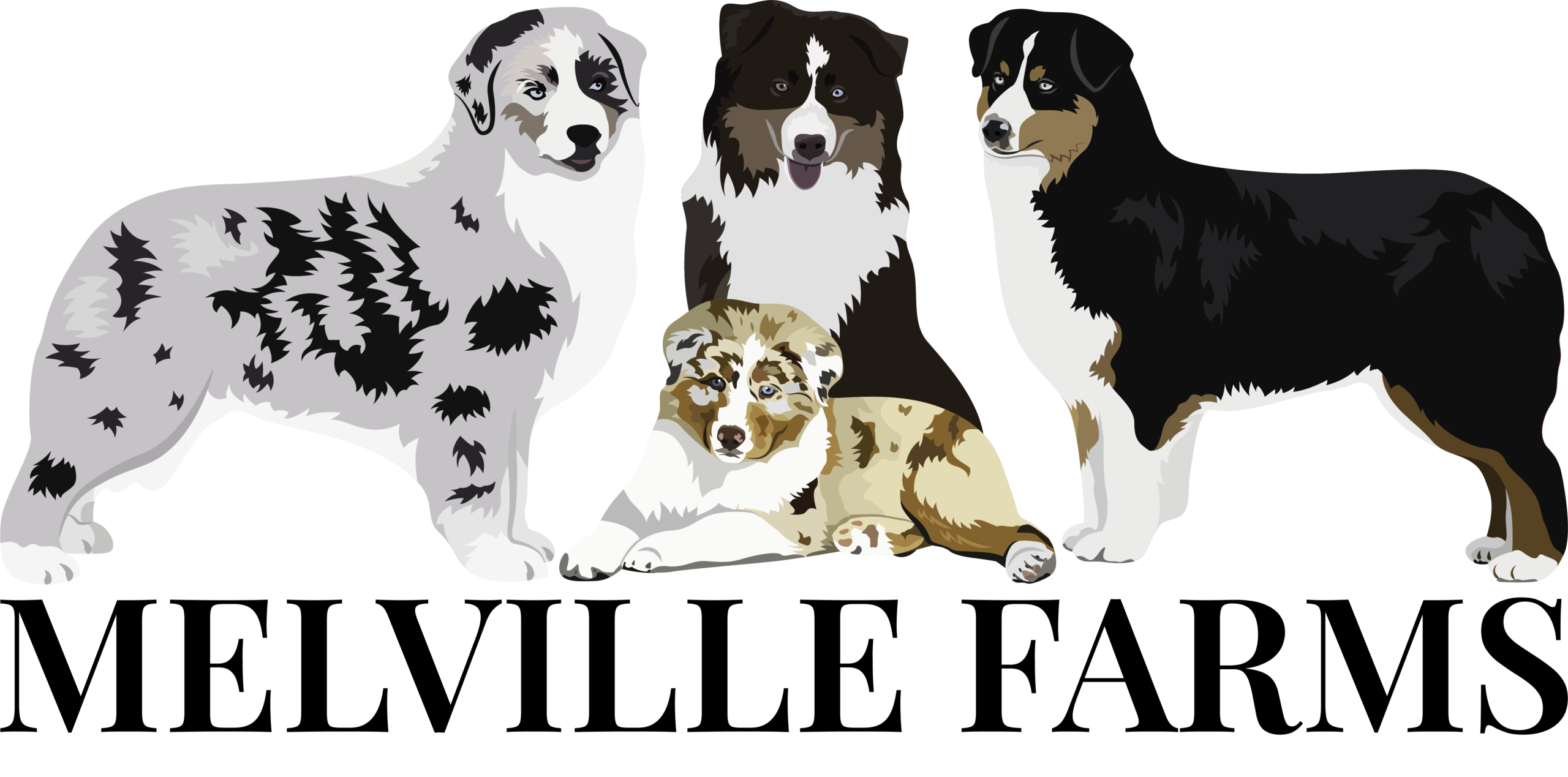 Melville Farms Miniature American Shepherds