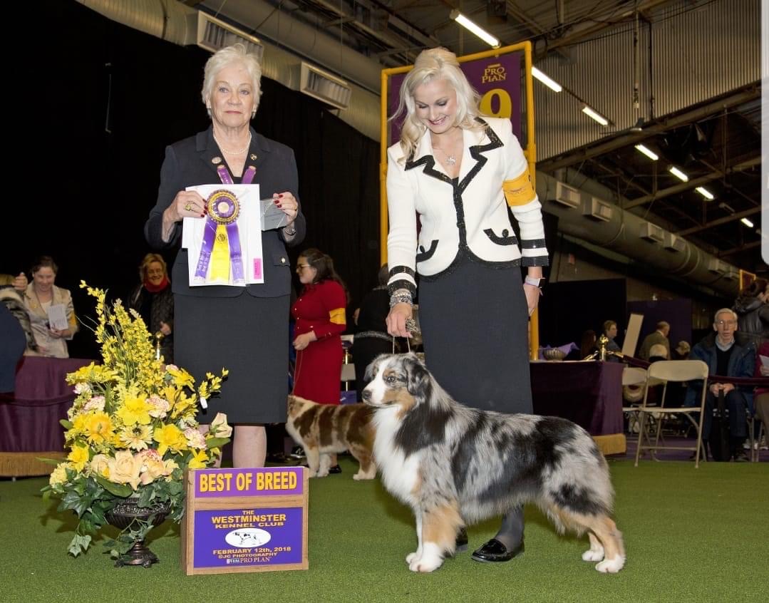 Ruger – Best of Breed Westminster Kennel Club 2018, Miniature American Shepherd